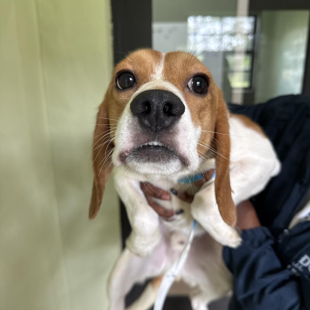 Tim, a Adoptable Beagle in Lauderhill, FL image 2/2