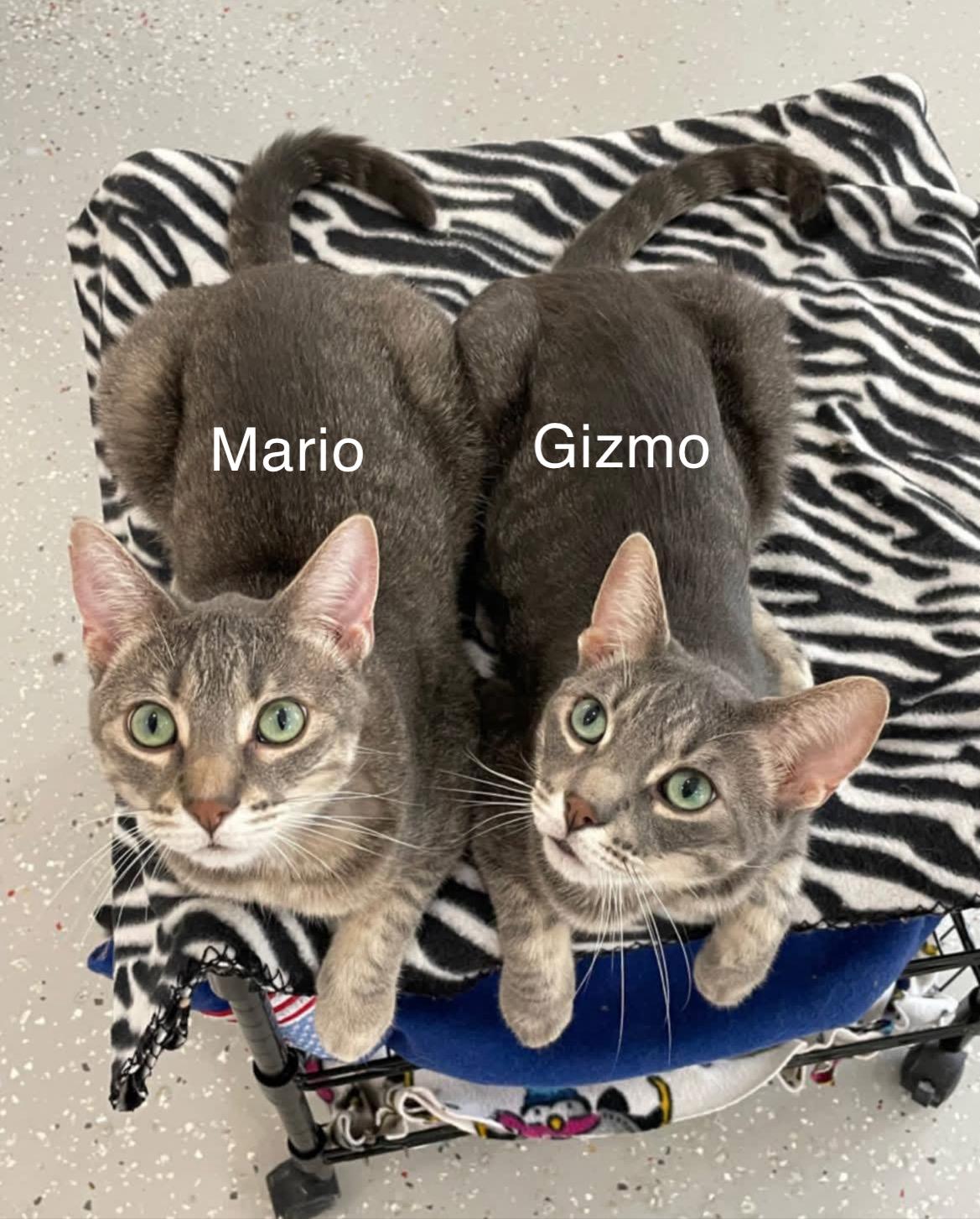 Enlarge Mario & Gizmo, an adopted Domestic Short Hair in Lansing, MI image 1/2