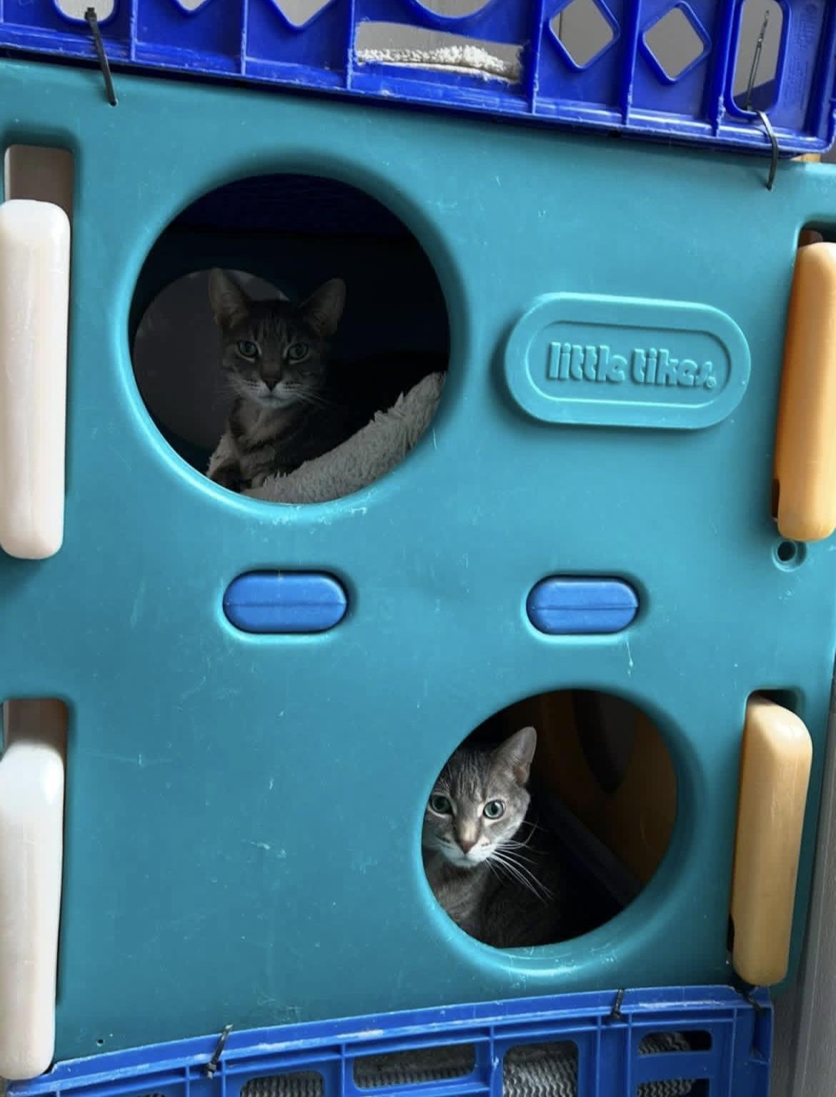 Enlarge Mario & Gizmo, an adopted Domestic Short Hair in Lansing, MI image 2/2