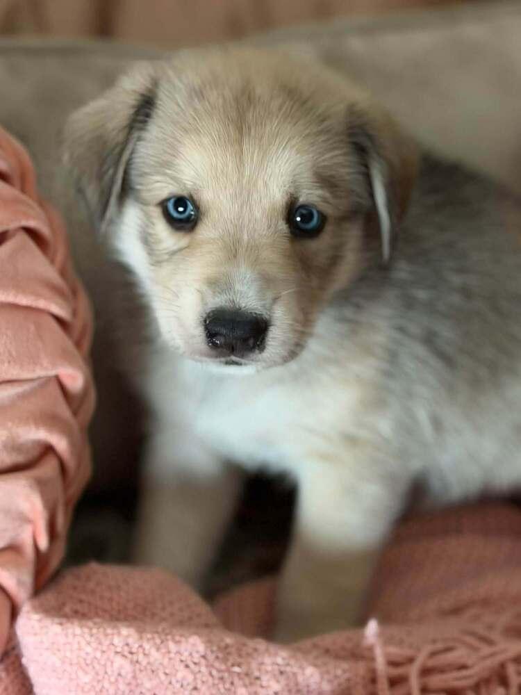 Enlarge 26-092 Bashful, a Adoptable mixed breed in Richardson, TX image 1/6