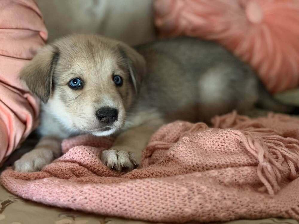 Enlarge 26-092 Bashful, a Adoptable mixed breed in Richardson, TX image 2/6