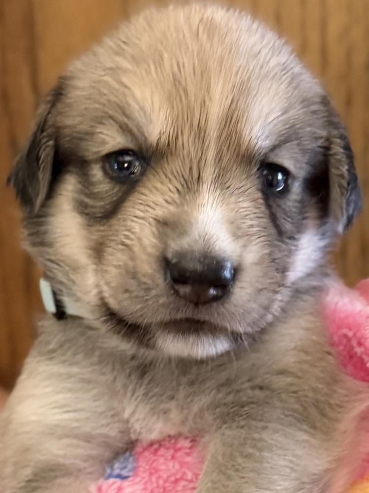 Enlarge 26-092 Bashful, a Adoptable mixed breed in Richardson, TX image 3/6