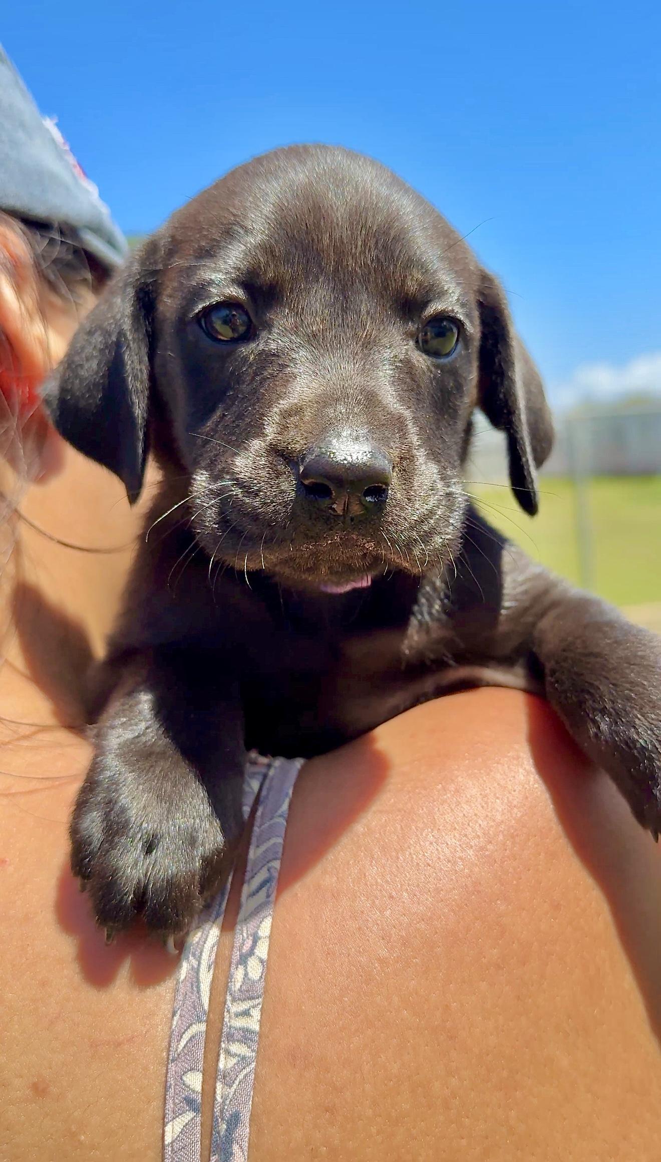 Enlarge Poppy - Beautiful personality, smart girl puppy - *LOW ADOPTION FEE*, a Adoptable mixed breed in Brooklyn , NY image 5/6