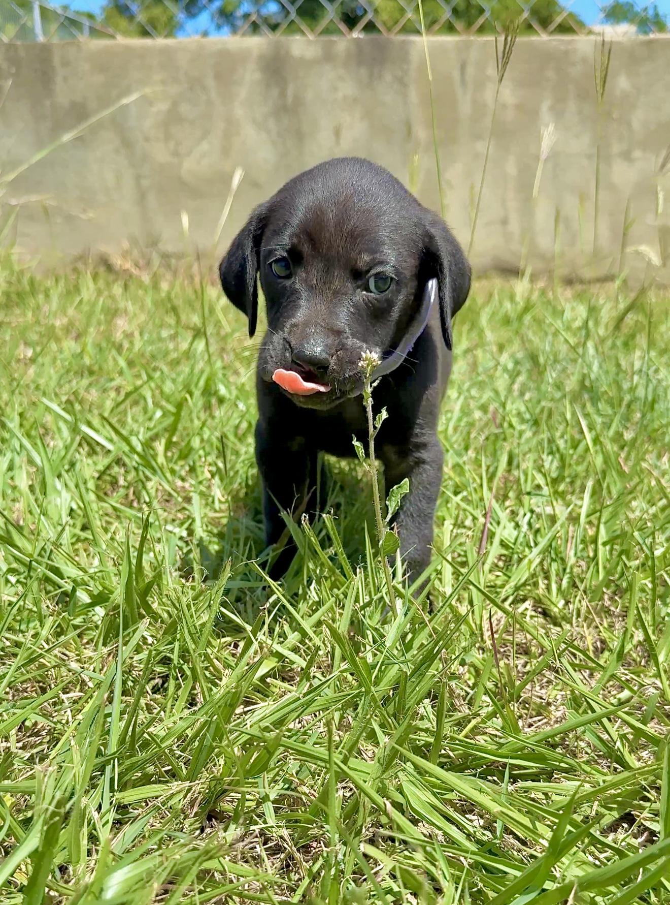 Enlarge Poppy - Beautiful personality, smart girl puppy - *LOW ADOPTION FEE*, a Adoptable mixed breed in Brooklyn , NY image 4/6