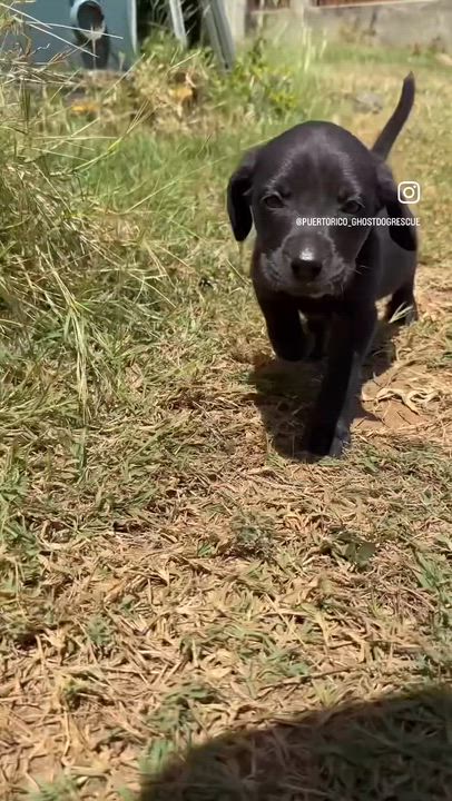 Enlarge Poppy - Beautiful personality, smart girl puppy - *LOW ADOPTION FEE*, a Adoptable mixed breed in Brooklyn , NY video 2/6