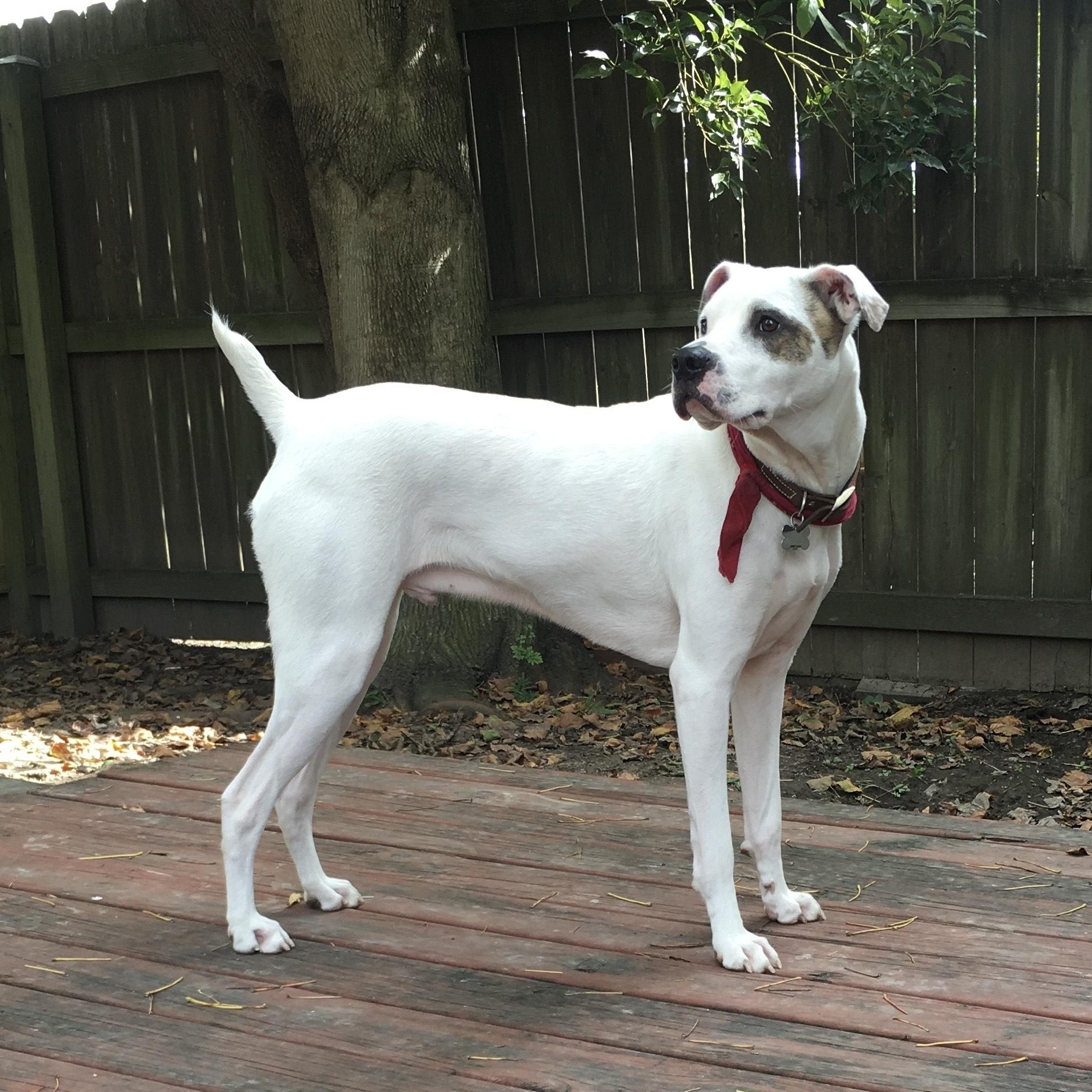 Enlarge Huey (158992) , a Adoptable mixed breed in Baton Rouge, LA image 2/5