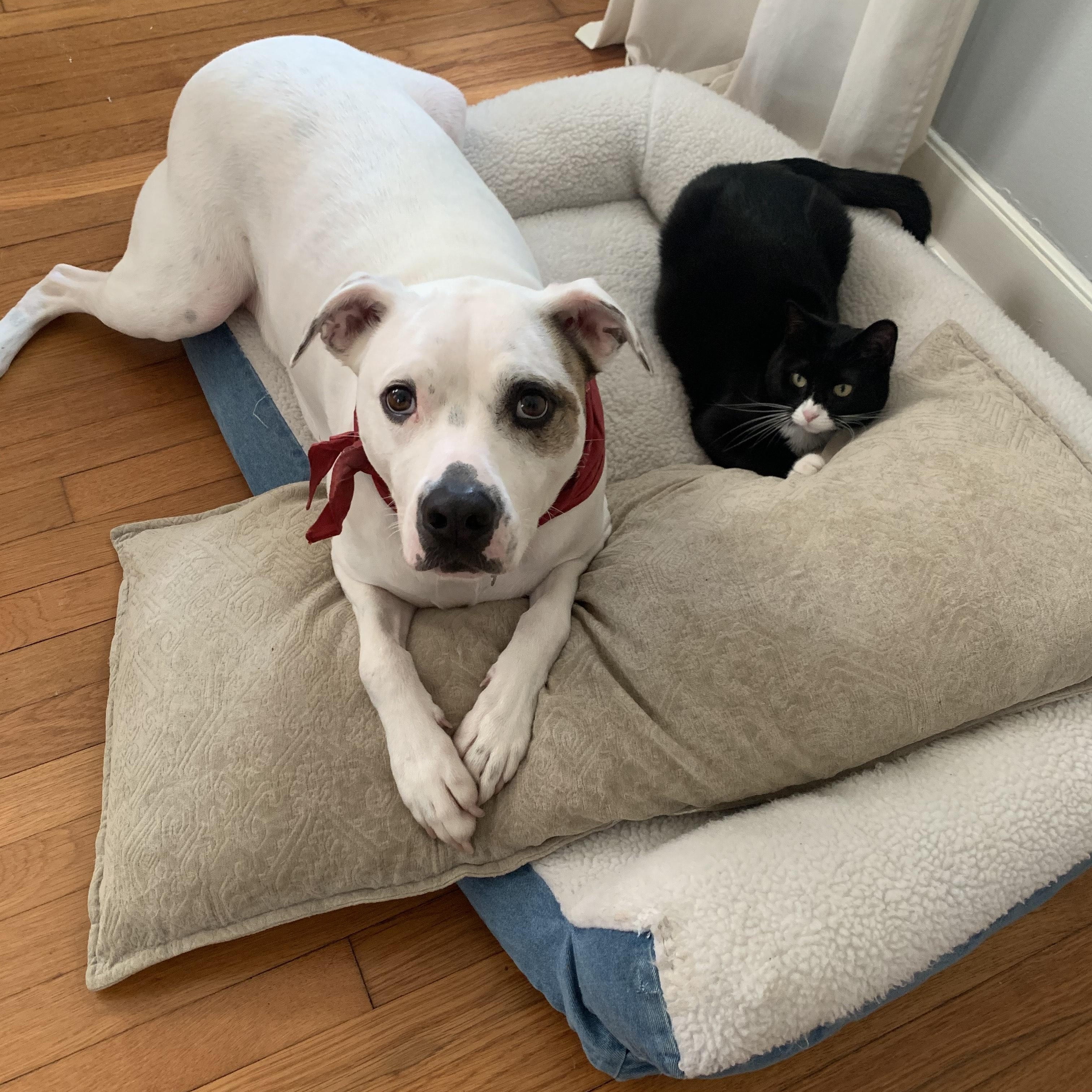 Enlarge Huey (158992) , a Adoptable mixed breed in Baton Rouge, LA image 3/5