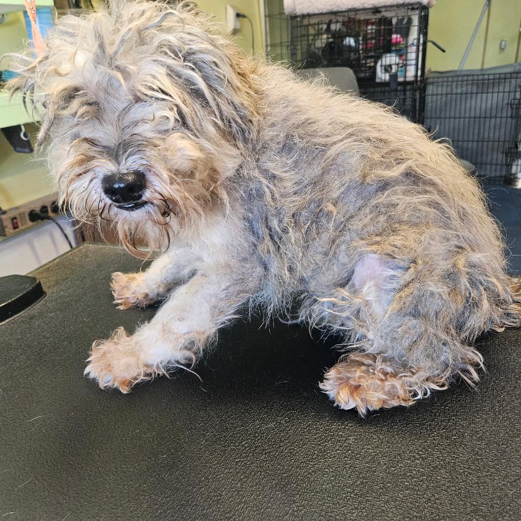 Enlarge Oscar, a Adoptable Poodle in Goltry, OK image 1/6