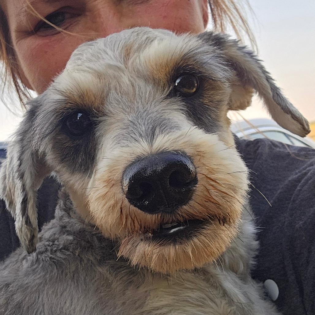 Enlarge Oscar, a Adoptable Poodle in Goltry, OK image 3/6