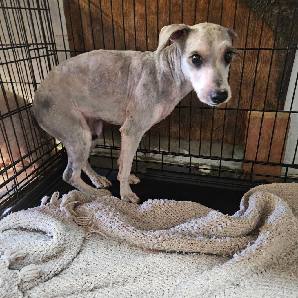 Enlarge Oscar, a Adoptable Poodle in Goltry, OK image 4/6