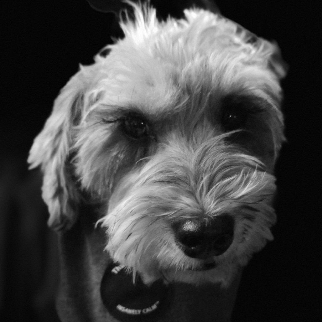 Enlarge Oscar, a Adoptable Poodle in Goltry, OK image 5/6