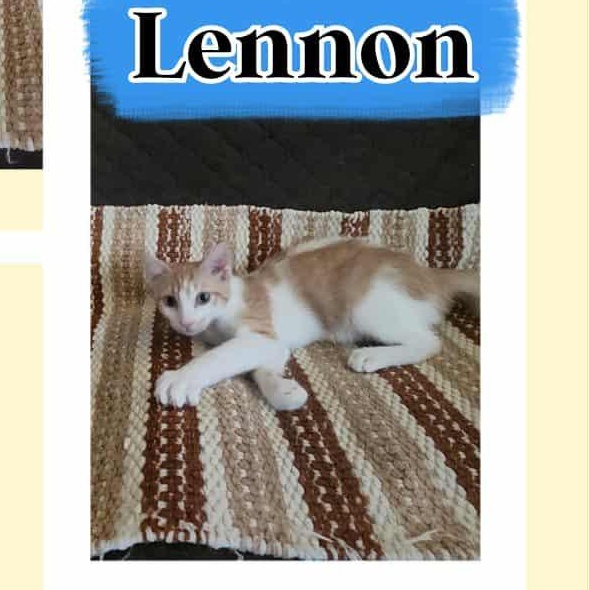 Enlarge LENNON & LUCAS, a Adopted Domestic Short Hair in Fitchburg, WI image 3/3