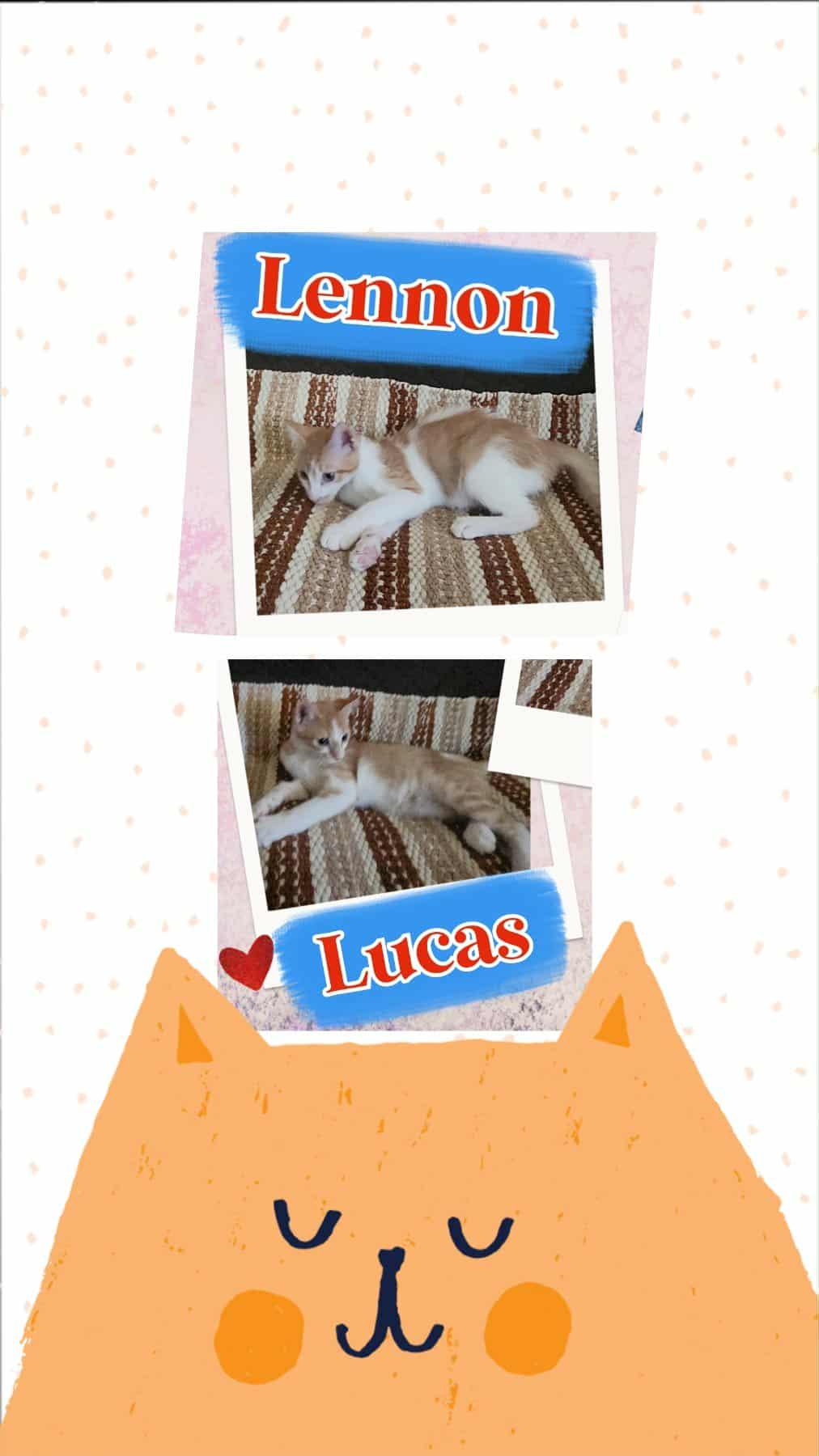 LENNON & LUCAS, Adopted, Kitten Male Domestic Short Hair.