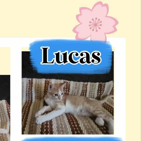 LENNON & LUCAS, Adopted, Kitten Male Domestic Short Hair.