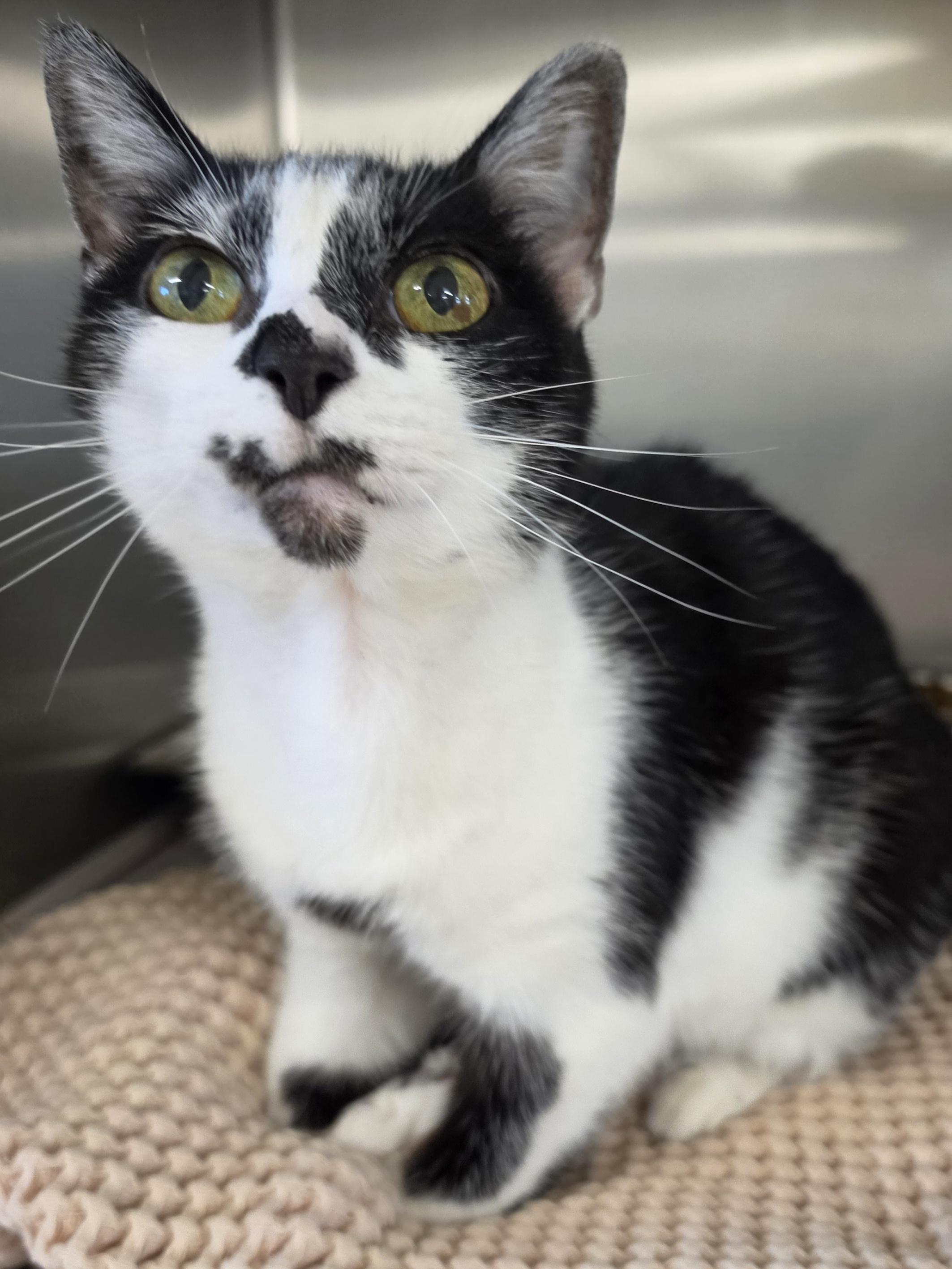 Enlarge Miss Kitty, a Adoptable Domestic Short Hair in Danville, VA image 1/1