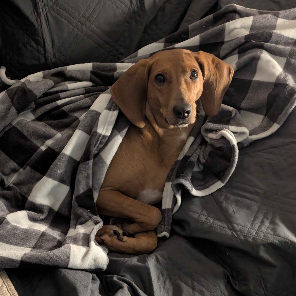 Dolly, Adoptable, Adult Female Redbone Coonhound.