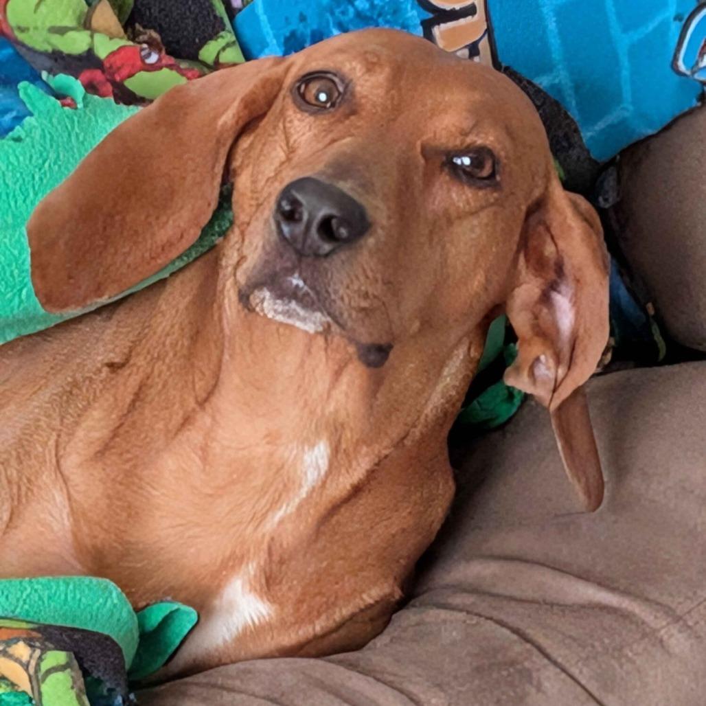 Enlarge Dolly, a Adoptable Redbone Coonhound in Lynchburg, VA image 2/4