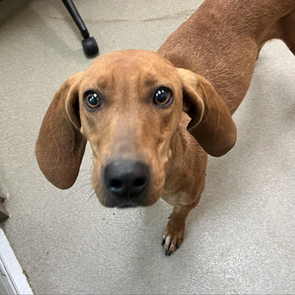 Enlarge Dolly, a Adoptable Redbone Coonhound in Lynchburg, VA image 3/4