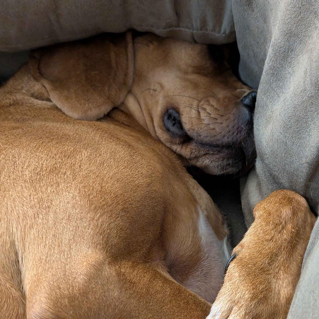 Enlarge Dolly, a Adoptable Redbone Coonhound in Lynchburg, VA image 4/4