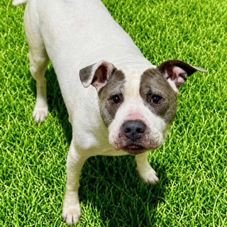Bay, ADOPTABLE, Senior Male Pit Bull Terrier.