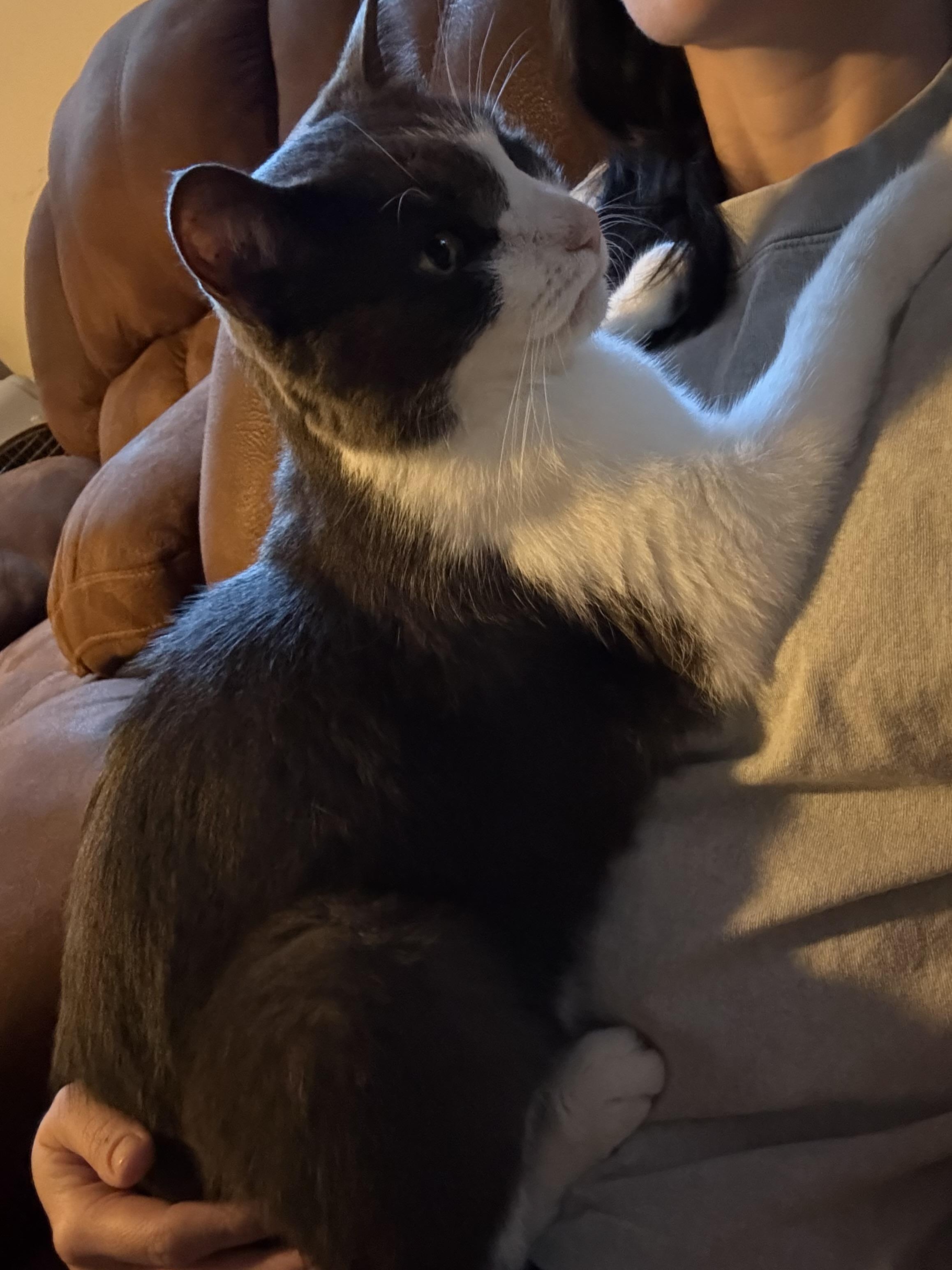 Hans, a Adoptable Domestic Short Hair in Chandler, AZ image 2/5