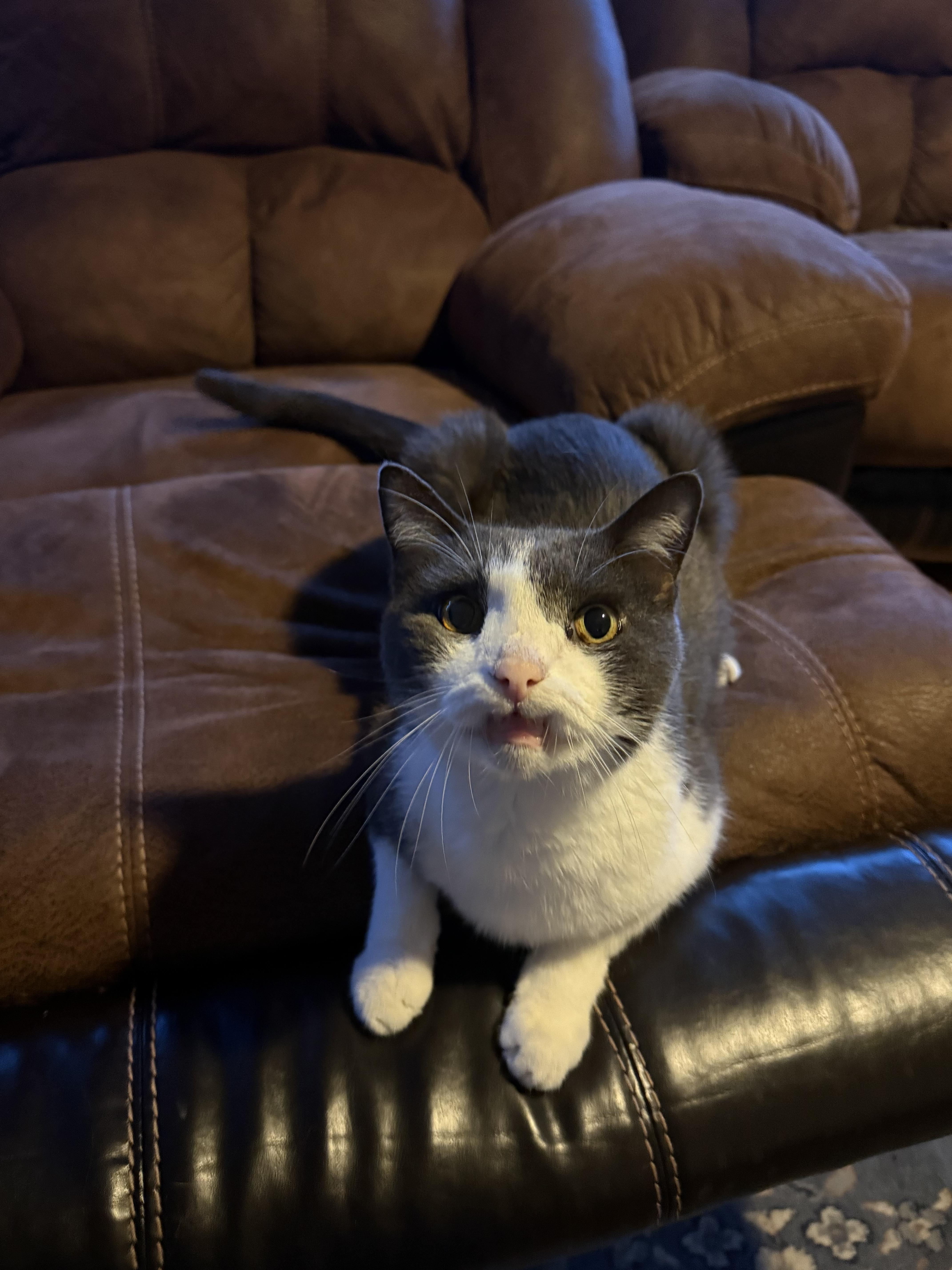 Hans, a Adoptable Domestic Short Hair in Chandler, AZ image 3/5