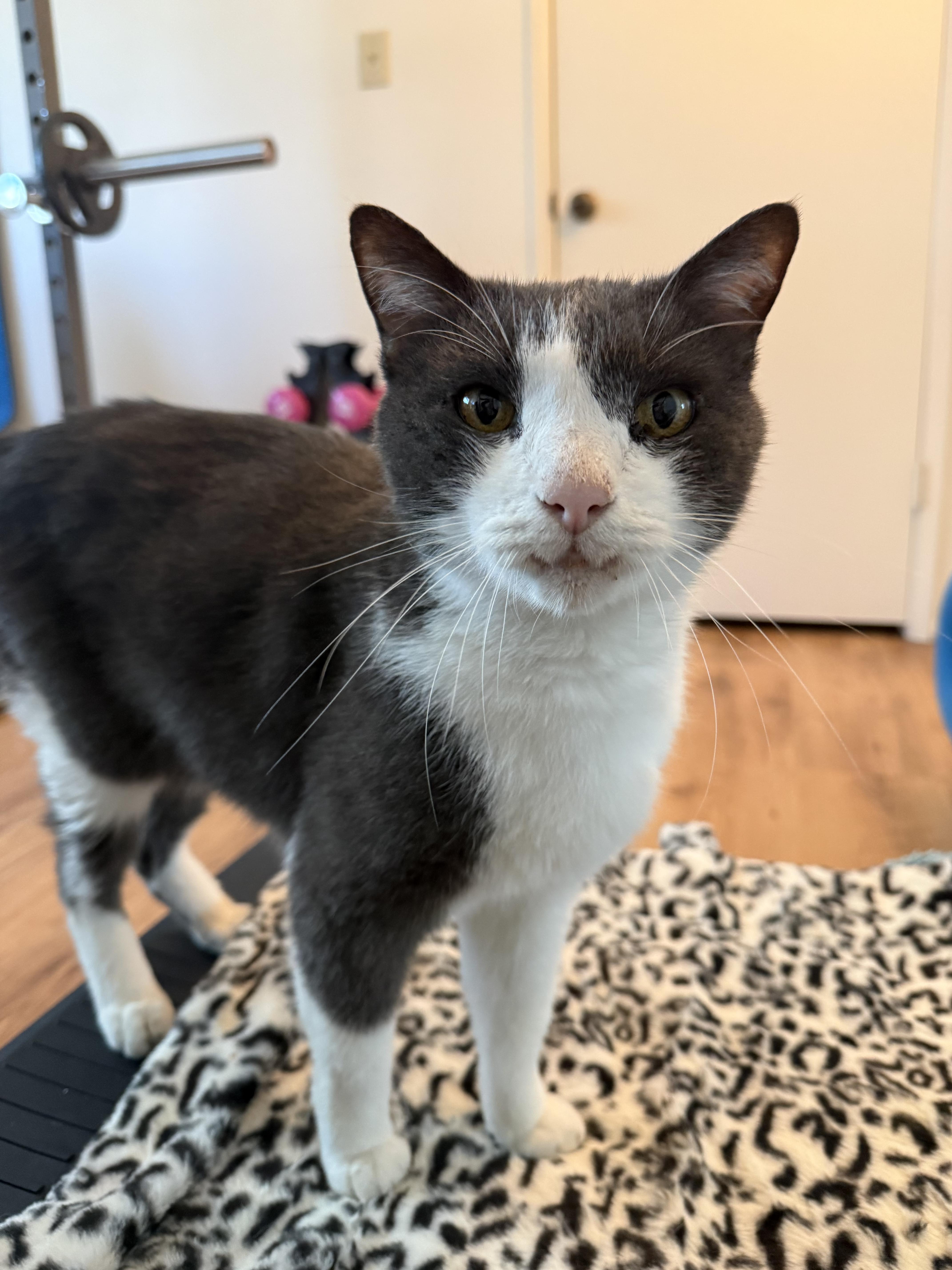 Hans, a Adoptable Domestic Short Hair in Chandler, AZ image 4/5
