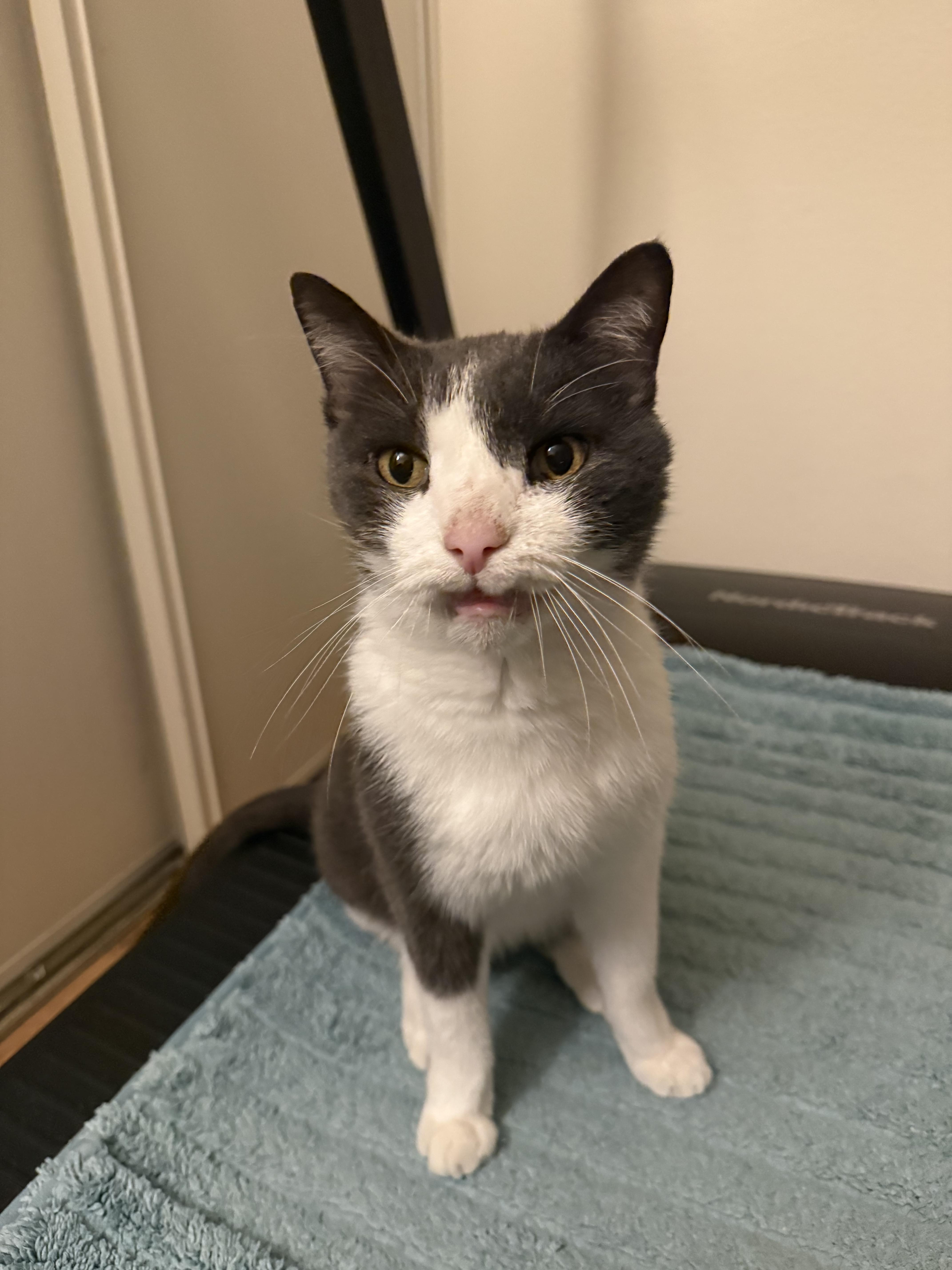 Hans, a Adoptable Domestic Short Hair in Chandler, AZ image 5/5