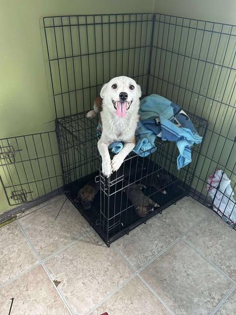 Enlarge Petal's Pups, a Adoptable mixed breed in Austin , TX image 2/6