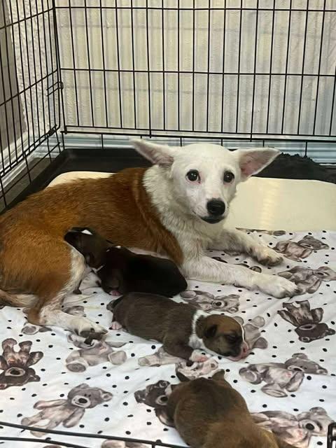 Enlarge Petal's Pups, a Adoptable mixed breed in Austin , TX image 3/6