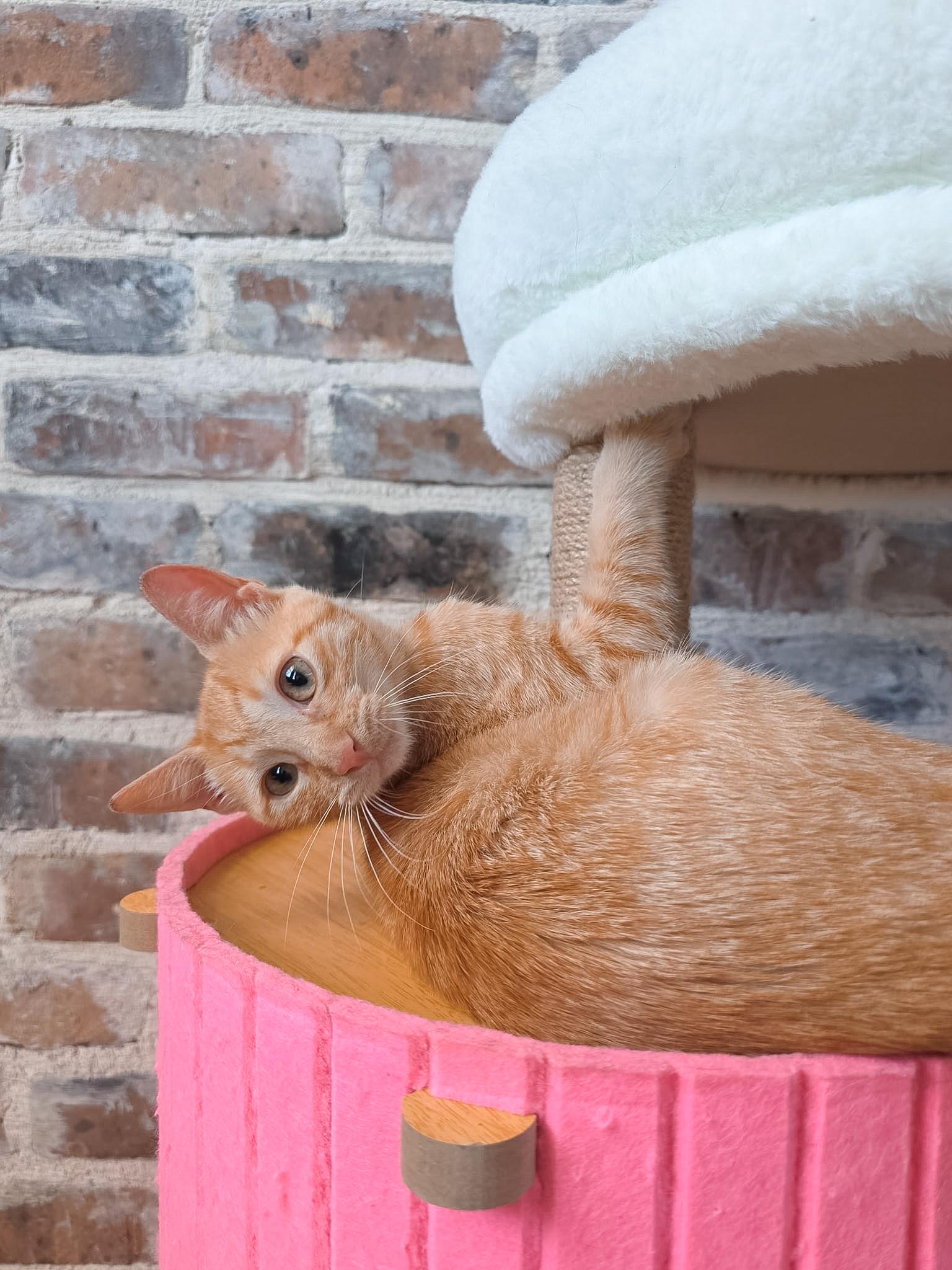 Enlarge Melon, a Adoptable Domestic Short Hair in New Orleans, LA image 1/1