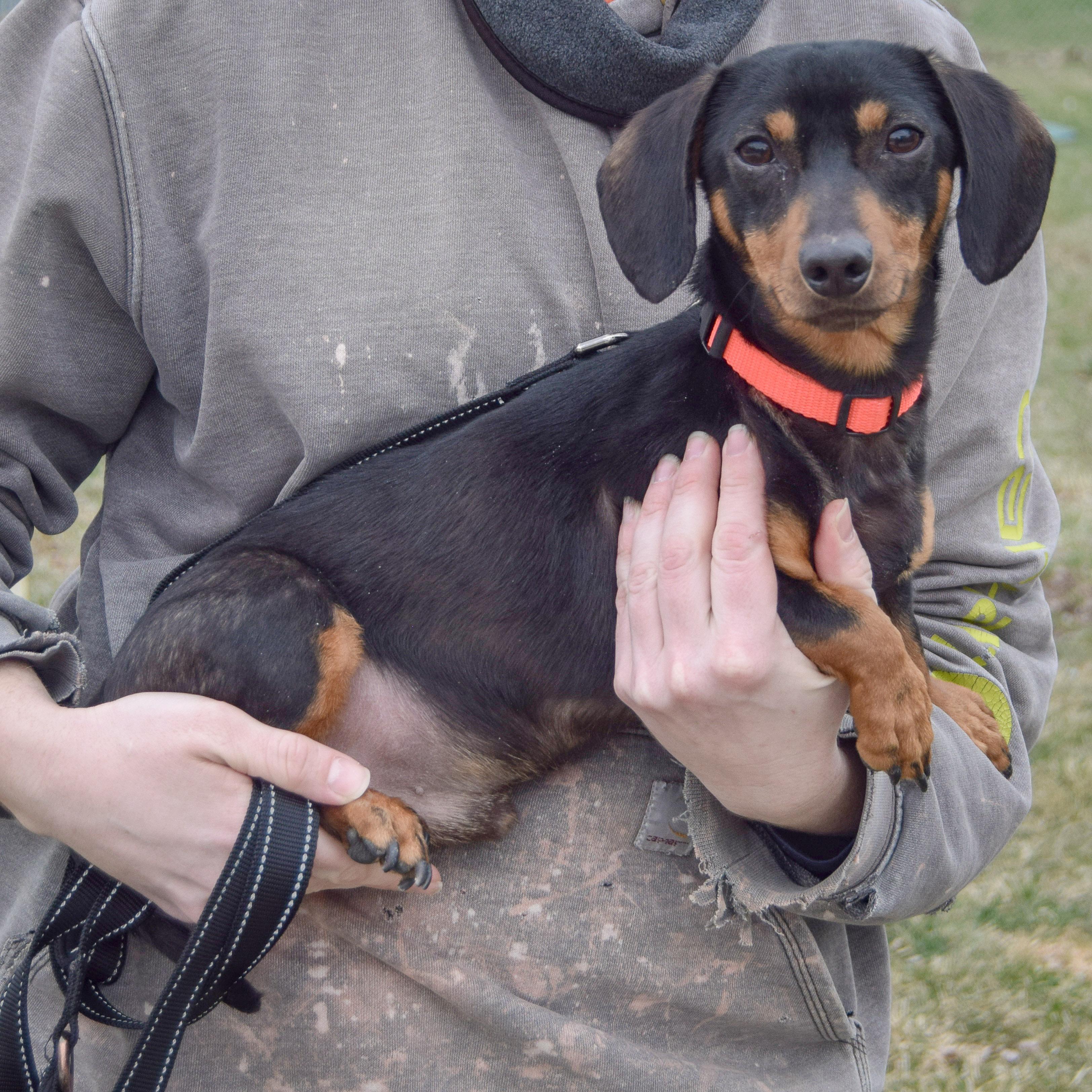 Enlarge Oscar, an adopted mixed breed in Huntley, IL image 2/4