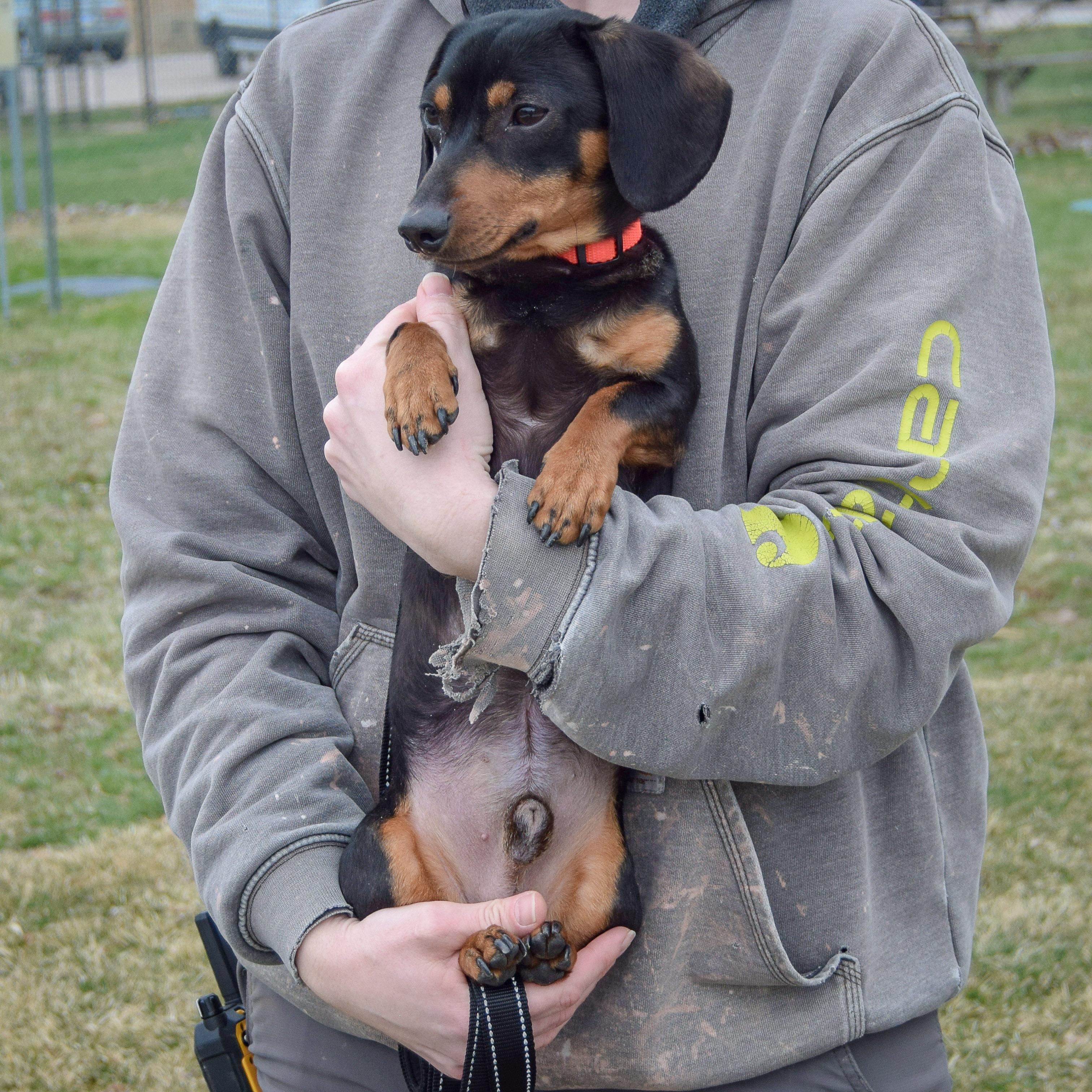 Enlarge Oscar, an adopted mixed breed in Huntley, IL image 4/4