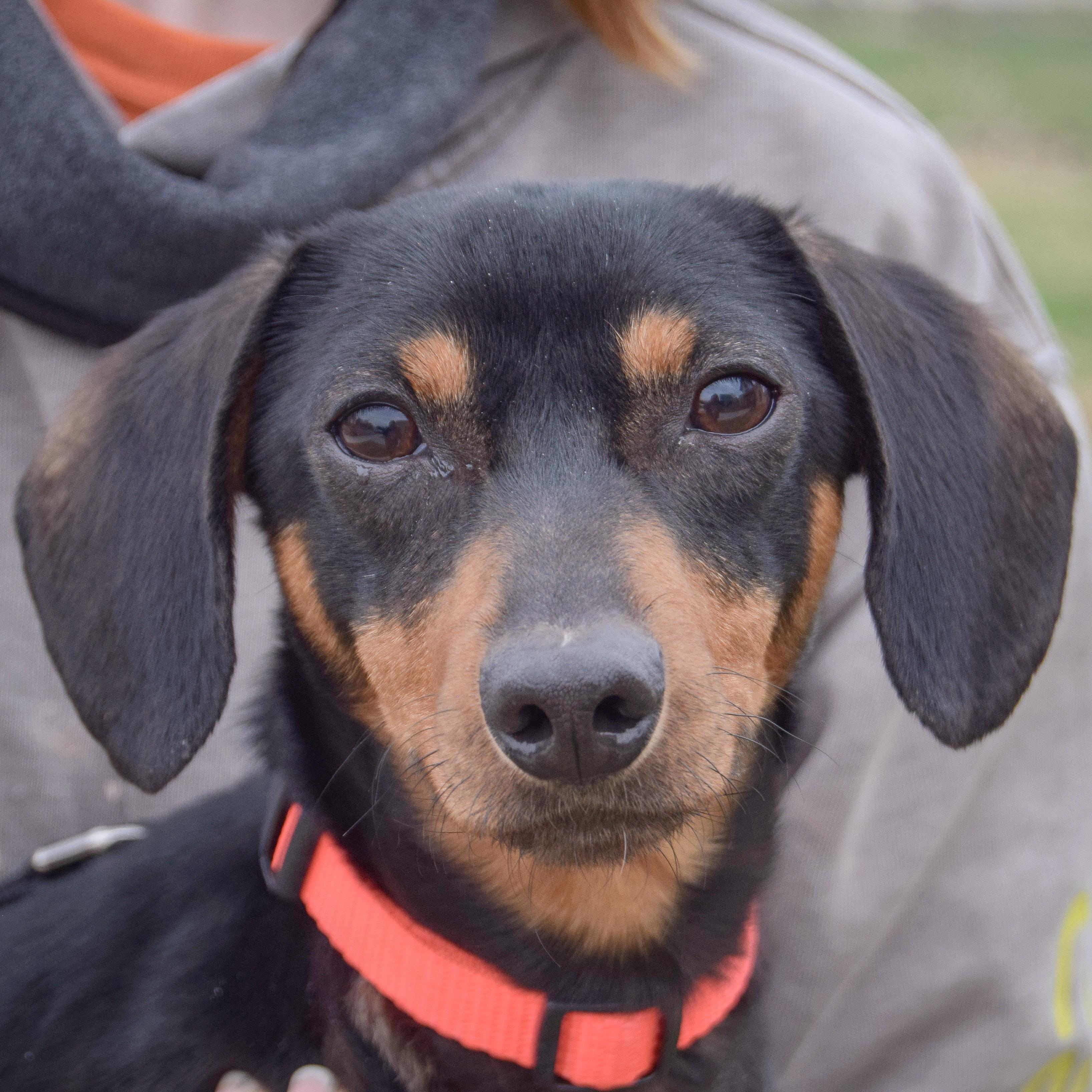 Oscar, adopted, Young Male Dachshund.