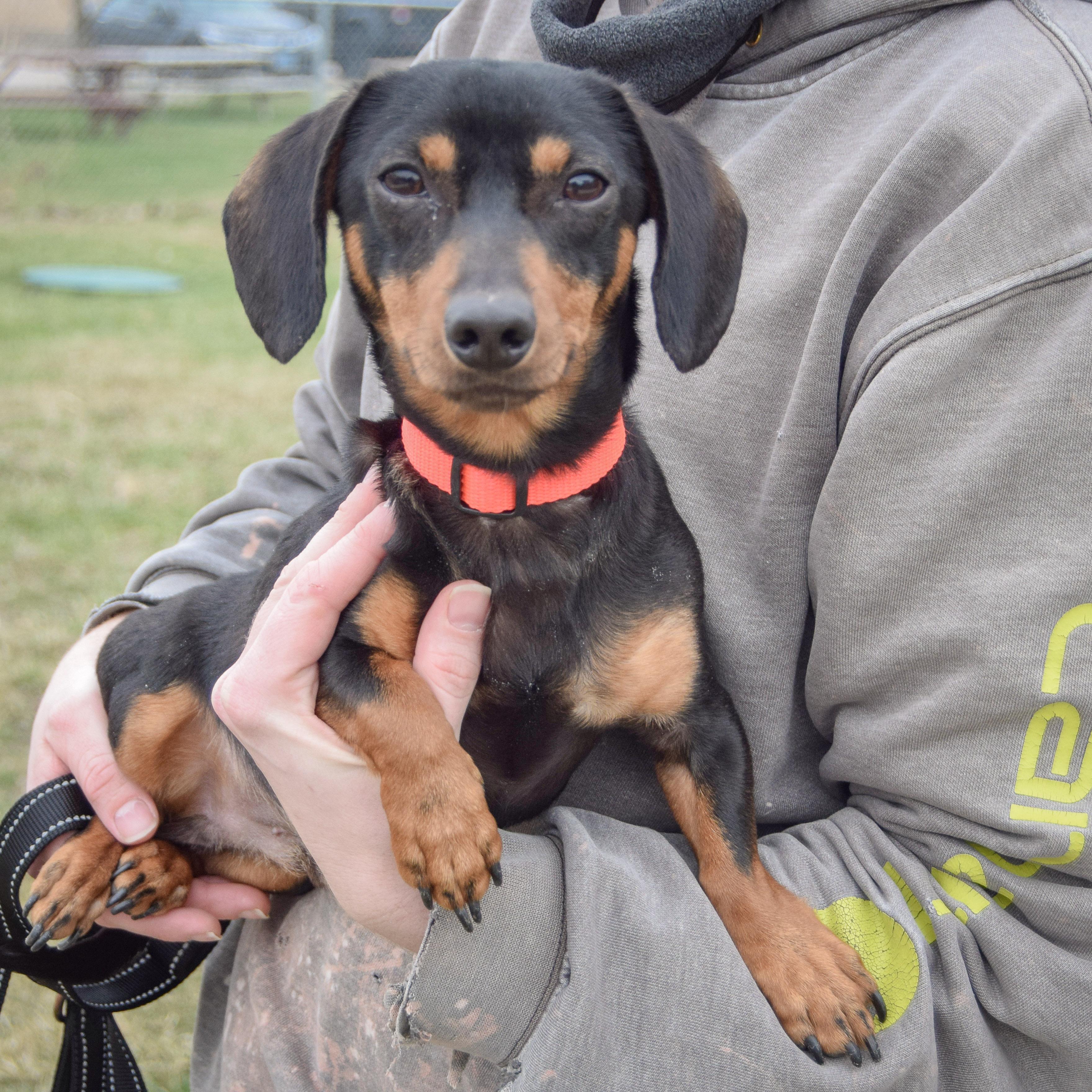 Enlarge Oscar, an adopted mixed breed in Huntley, IL image 3/4