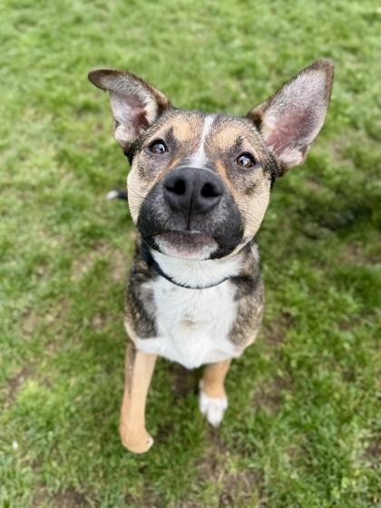 Enlarge Luann, a ADOPTABLE mixed breed in Roseburg, OR image 1/1