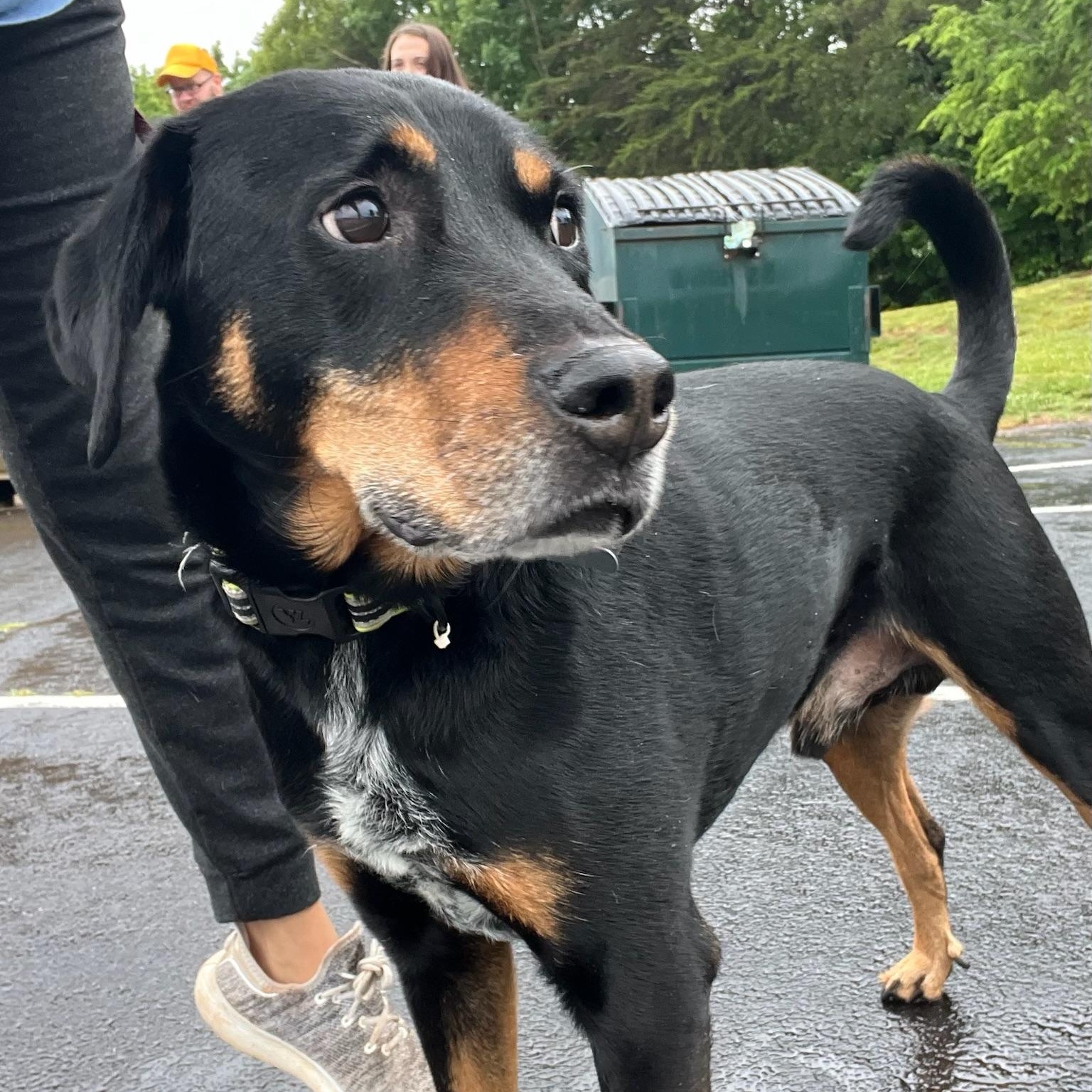 Rouge, a ADOPTABLE mixed breed in Martinsville, VA image 5/5