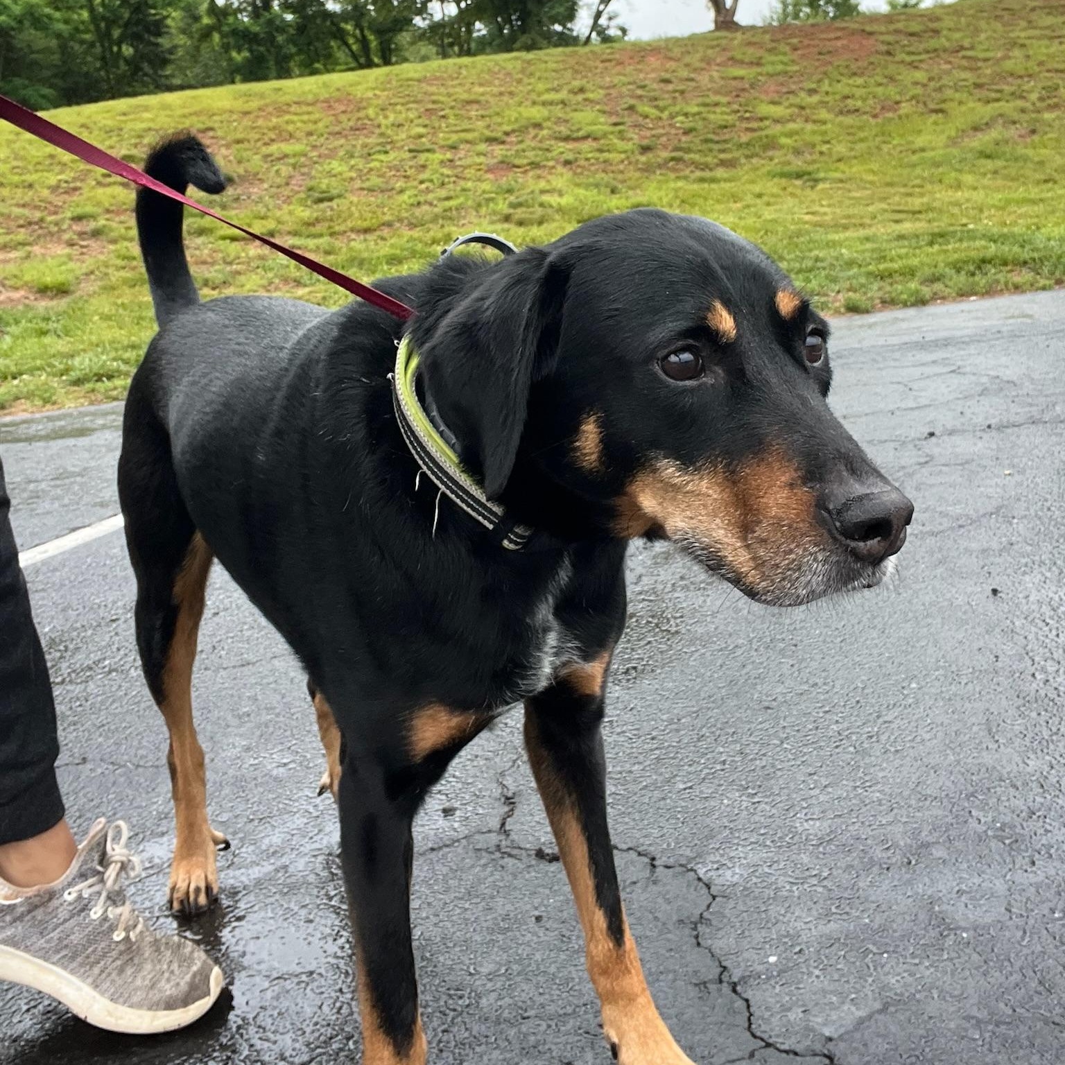 Rouge, a ADOPTABLE mixed breed in Martinsville, VA image 4/5