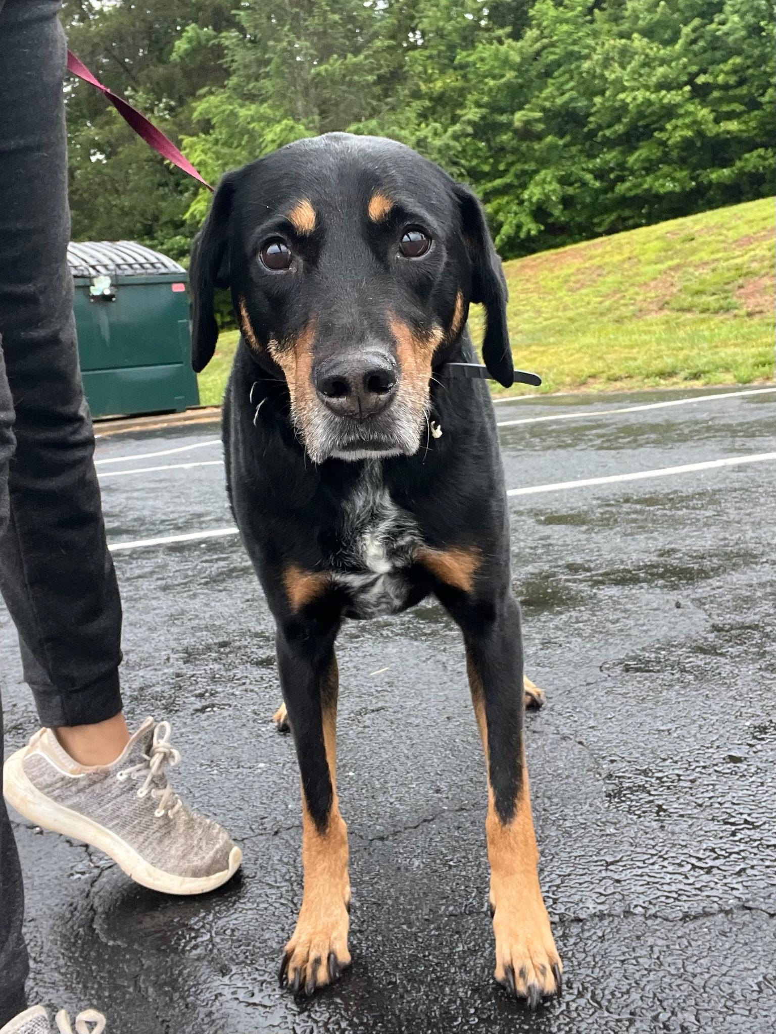 Rouge, ADOPTABLE, Adult Male Hound.