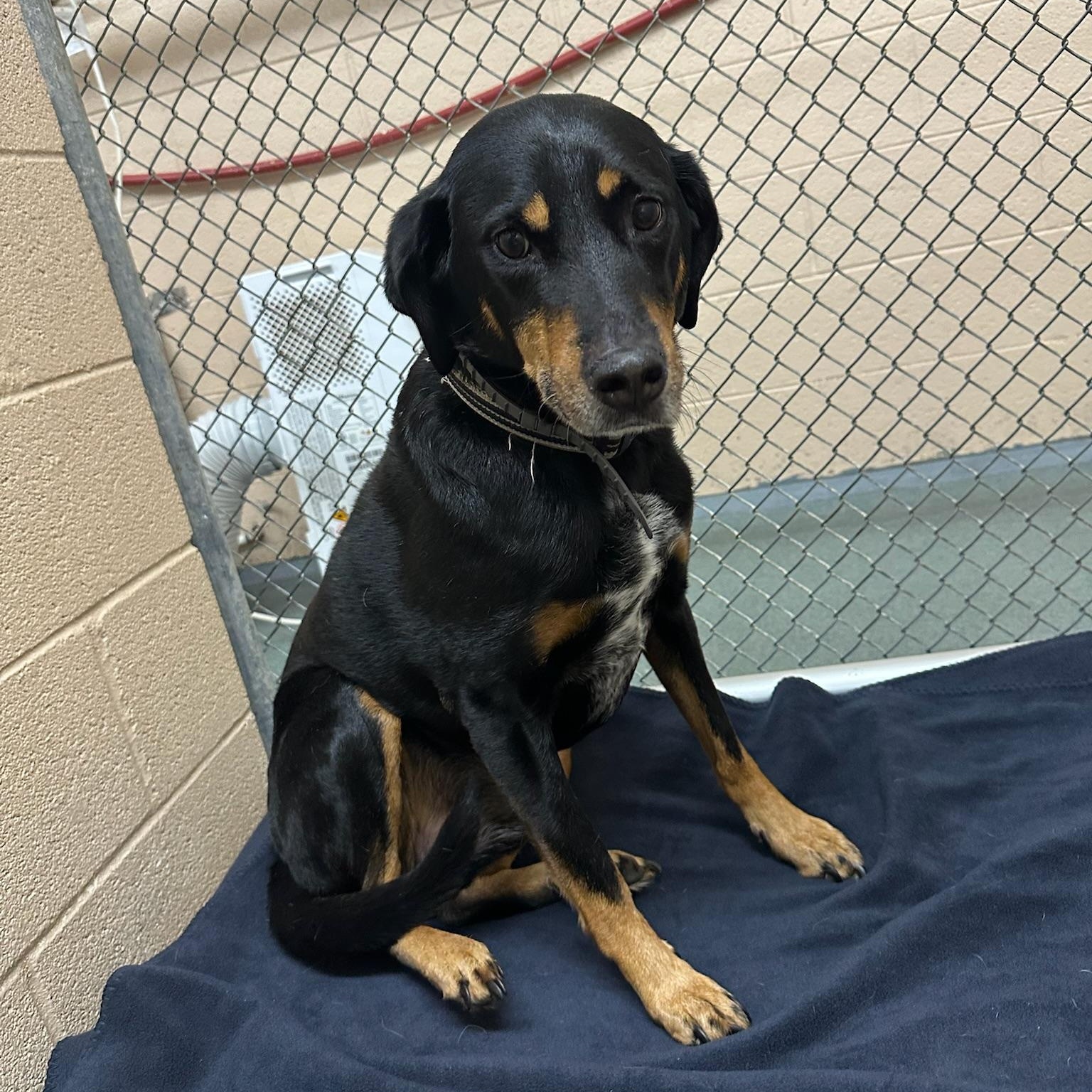 Rouge, a ADOPTABLE mixed breed in Martinsville, VA image 2/5