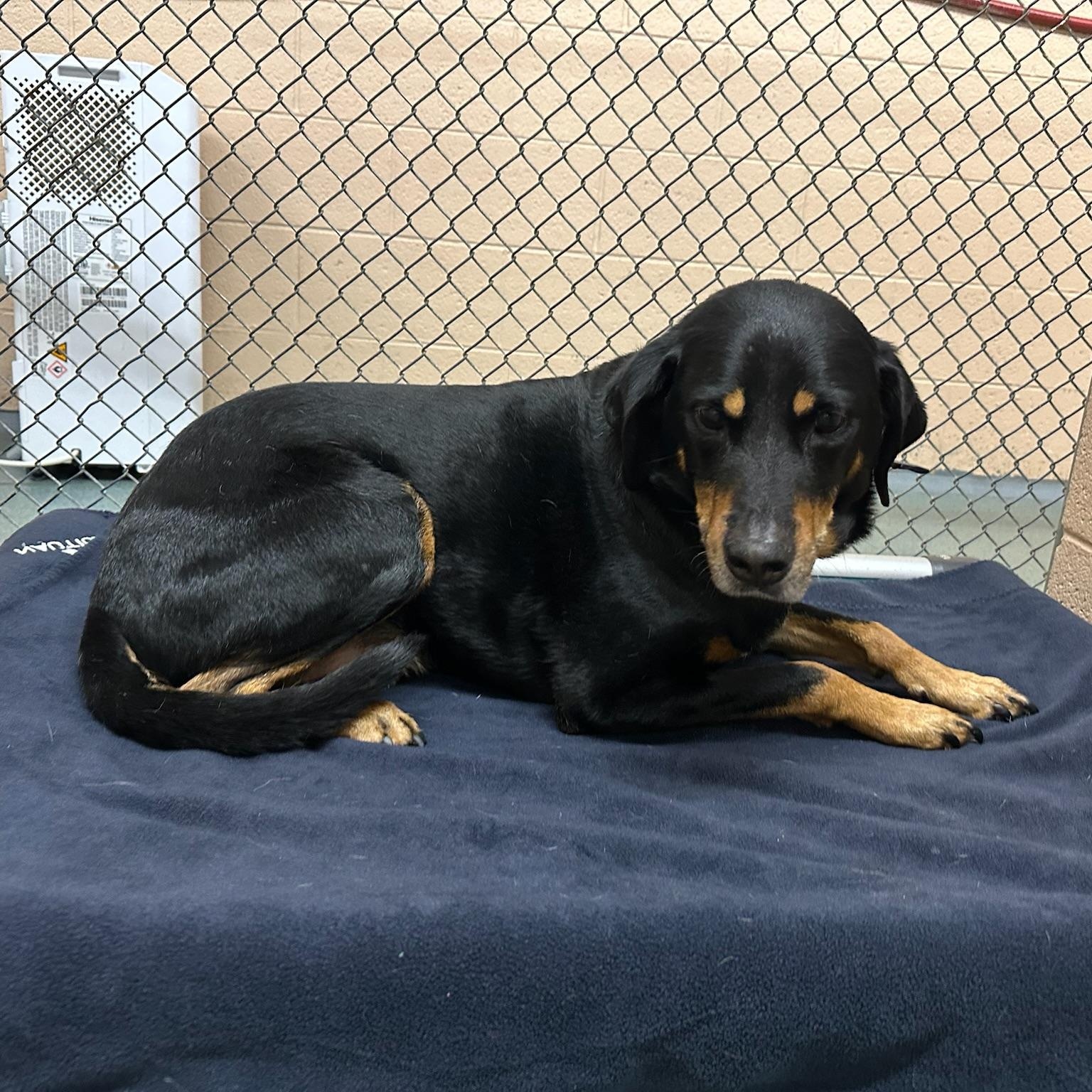Rouge, a ADOPTABLE mixed breed in Martinsville, VA image 3/5