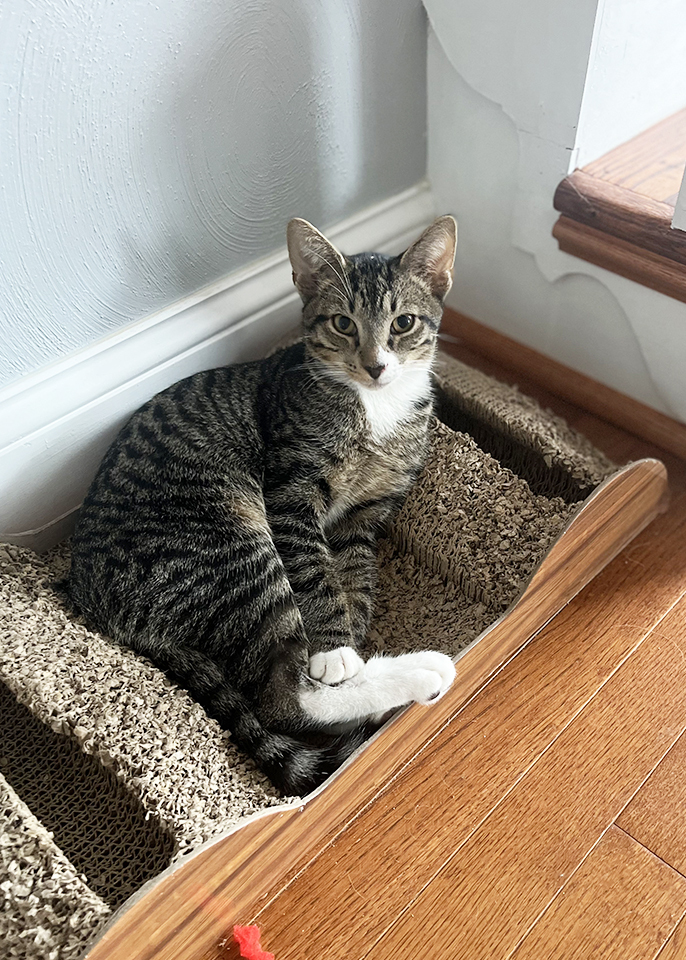 Bowie, Adoptable, Adult Male Domestic Short Hair.