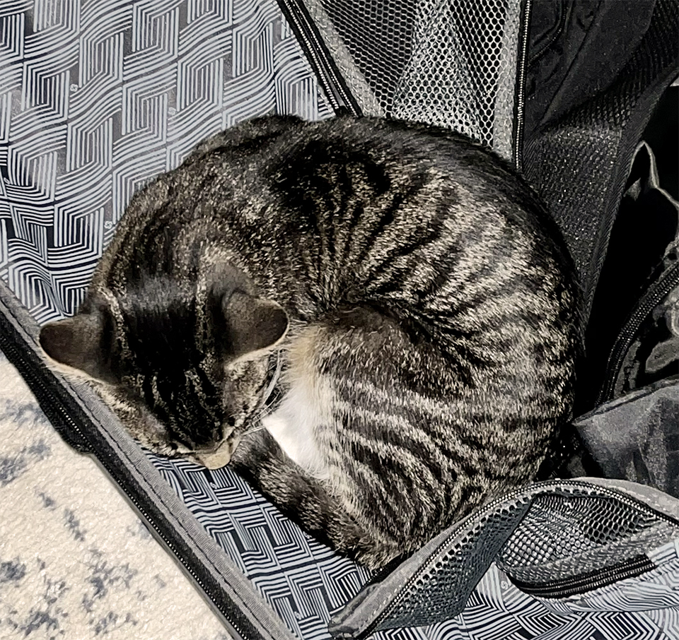 Bowie, a Adoptable Domestic Short Hair in Smithfield, VA image 2/2