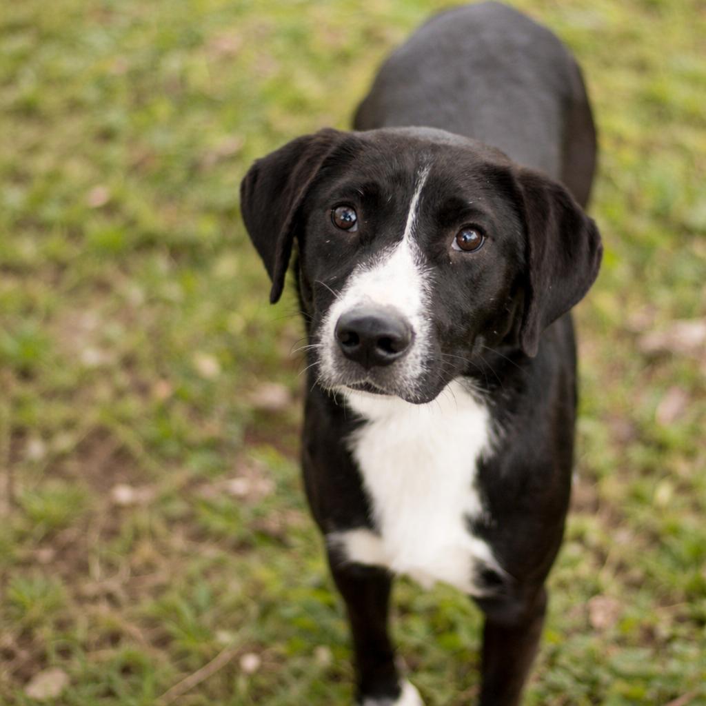 Enlarge Sal, a Adoptable mixed breed in Brownsboro, AL image 1/2