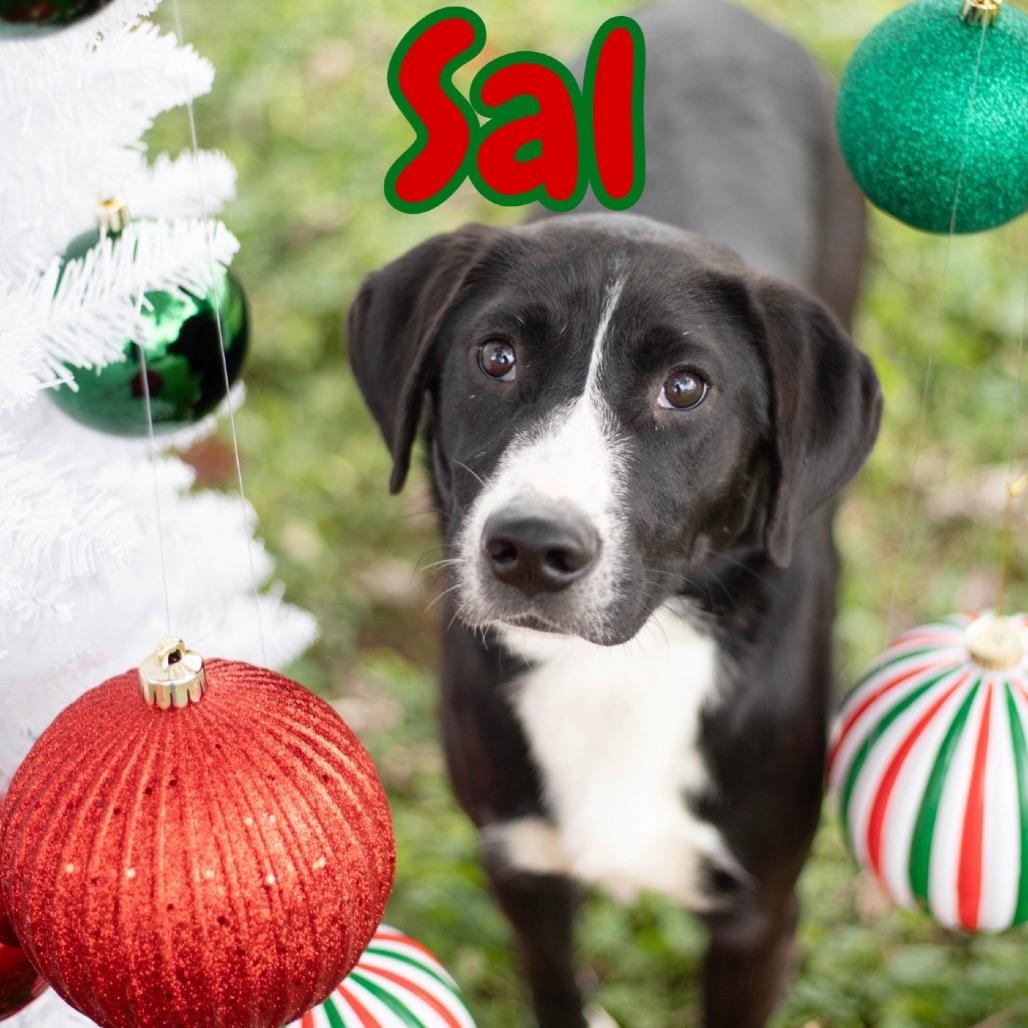 Enlarge Sal, a Adoptable mixed breed in Brownsboro, AL image 2/2
