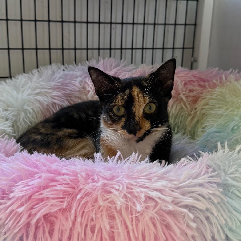 Enlarge Autumn, a Adoptable mixed breed in Ewing, NJ image 1/2