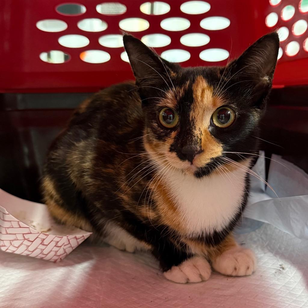 Enlarge Autumn, a Adoptable mixed breed in Ewing, NJ image 2/2