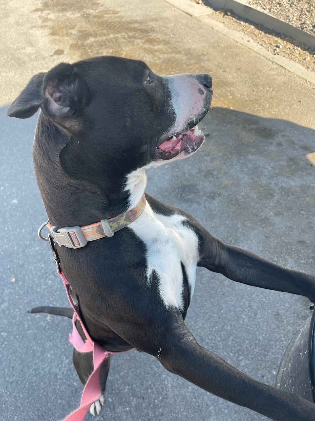 Milo, a ADOPTABLE mixed breed in Pocatello, ID image 2/3