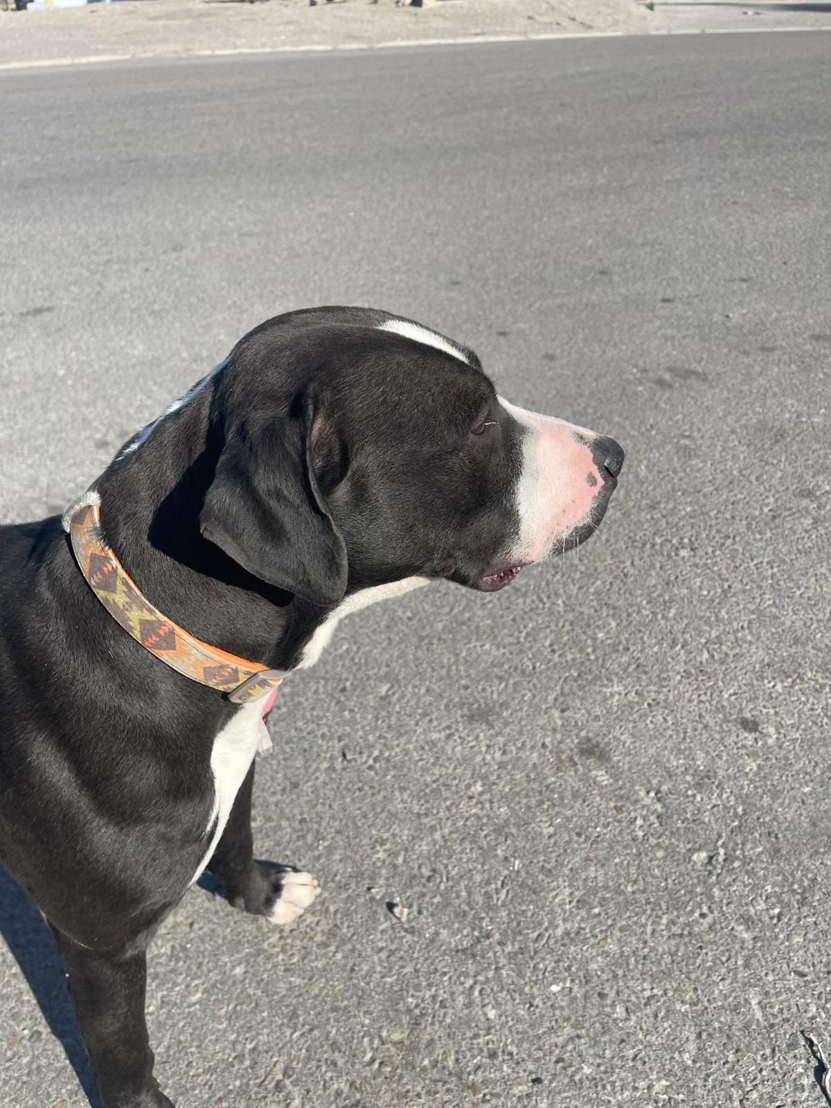 Milo, a ADOPTABLE mixed breed in Pocatello, ID image 3/3