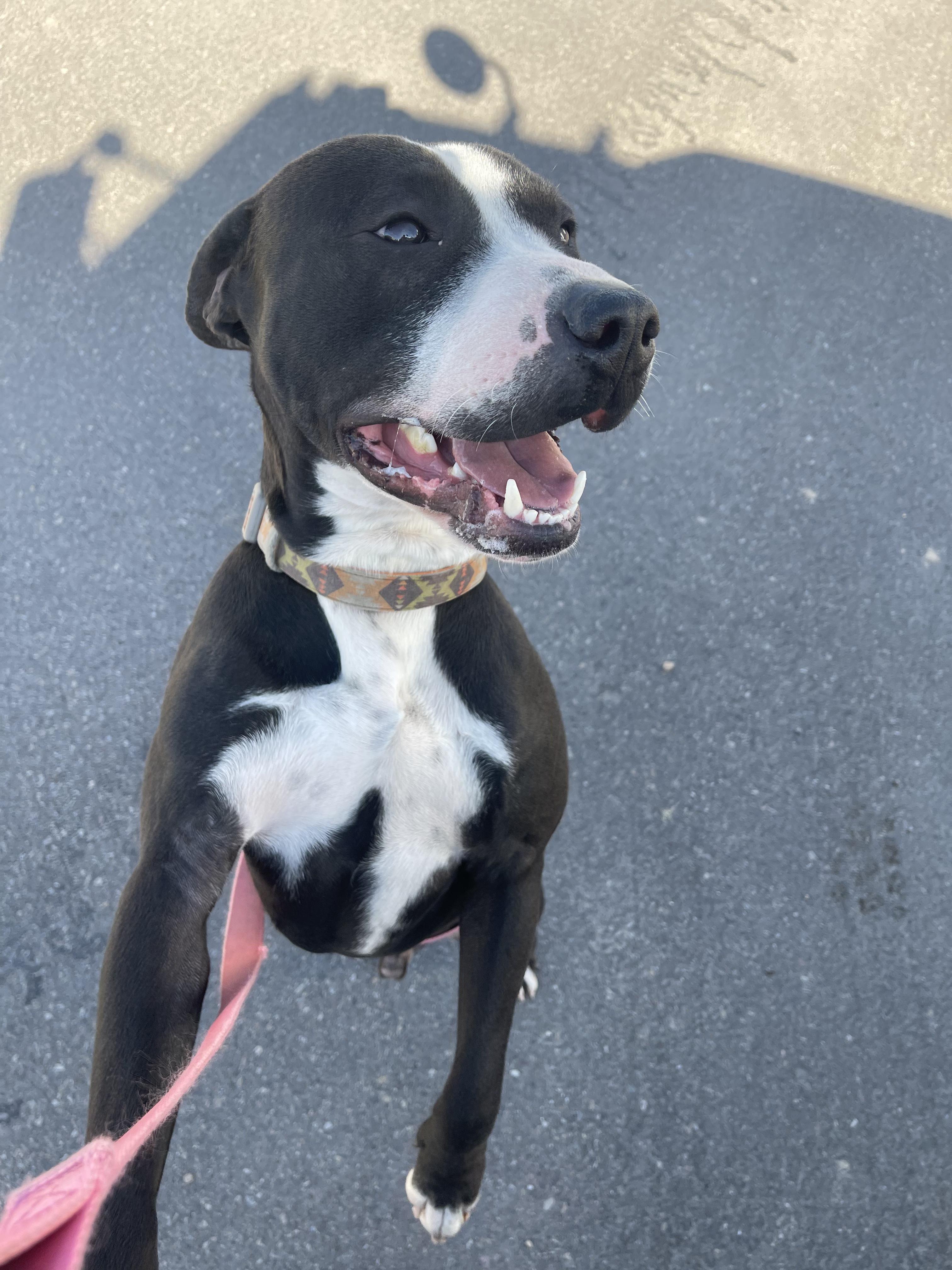 Milo, a ADOPTABLE mixed breed in Pocatello, ID image 1/3